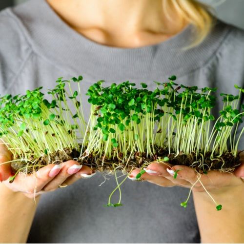 Homegrown Sprouts for a Healthier Gut