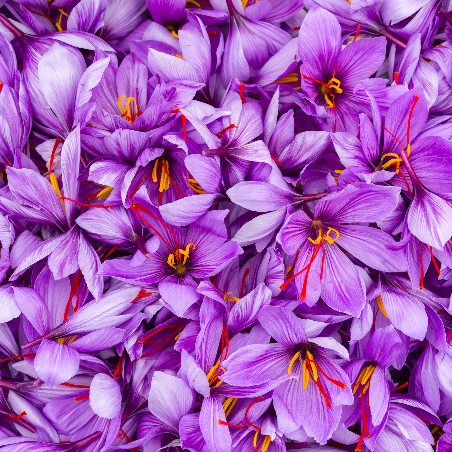 Saffron: The Natural Antidepressant That Rivals Prescription Drugs