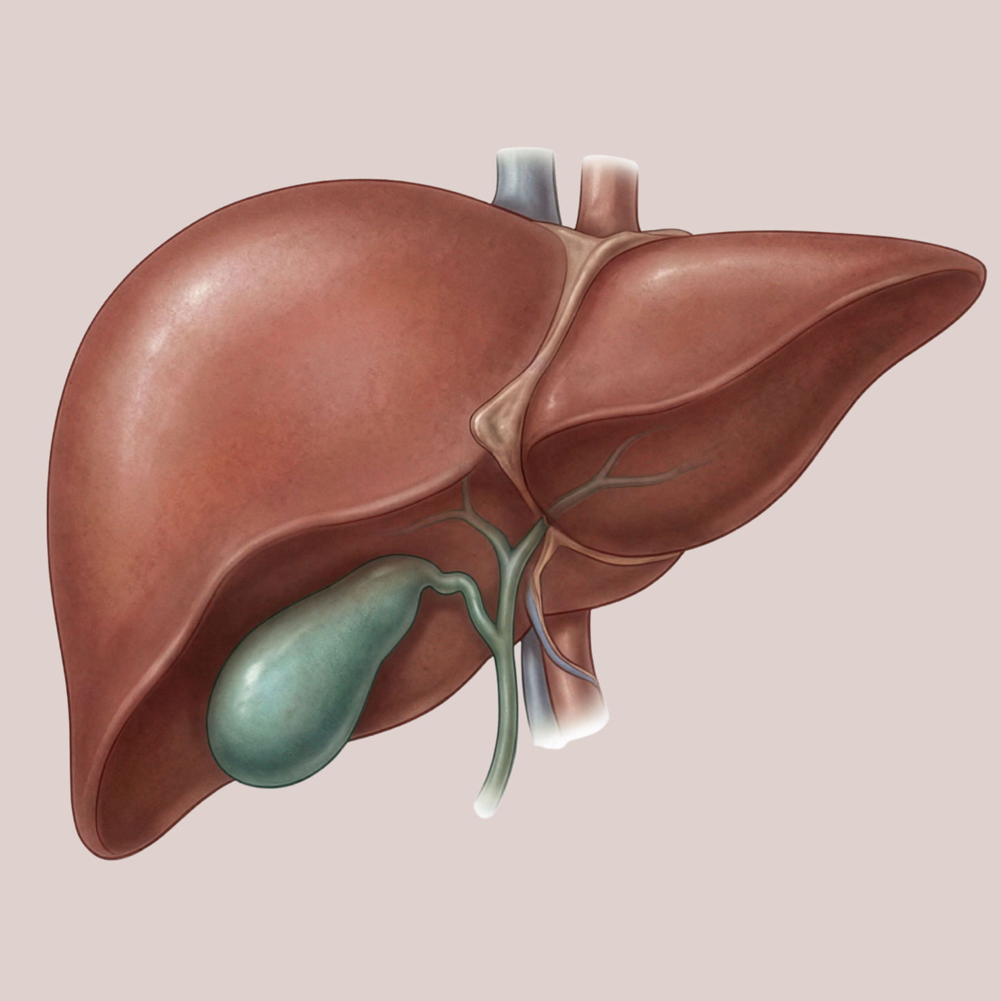 The Gallbladder: What It Actually Does (and Why So Many of Us Are Losing It)