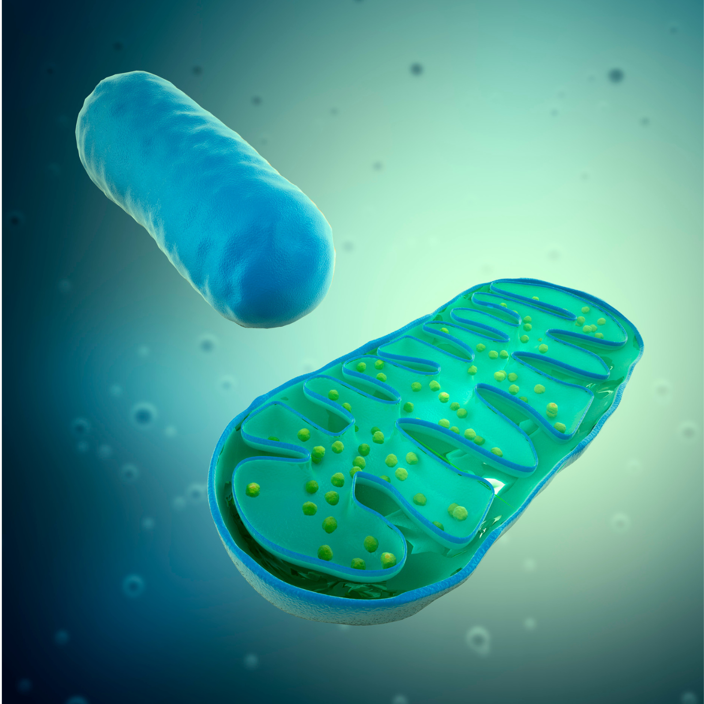 Mitochondria: The Missing Link in Disease Part 2