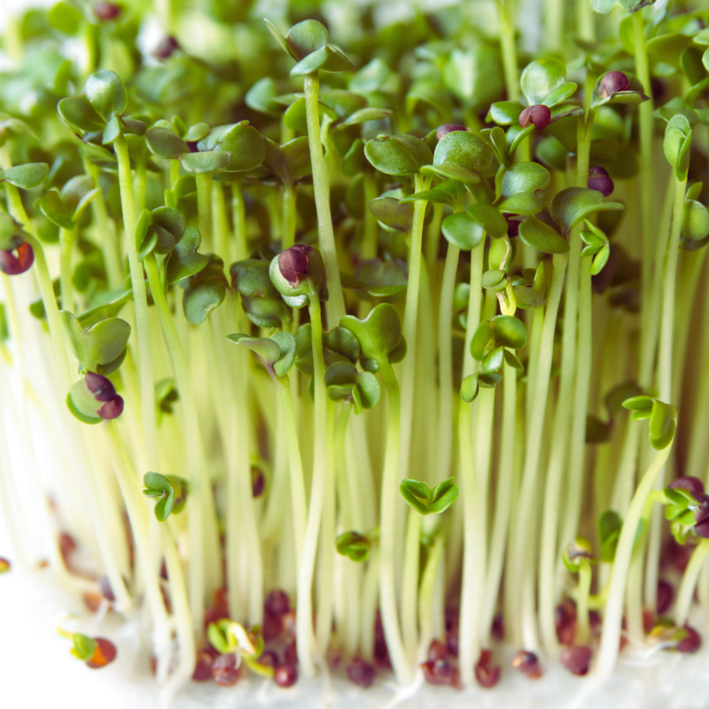 Broccoli Sprouts: The Most Potent Anti-Inflammatory Food You're Probably Not Eating