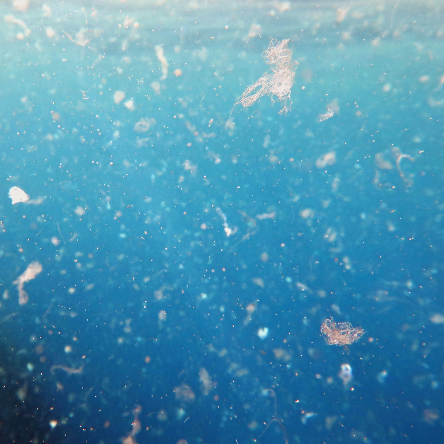 Microplastics and Your Gut: What the Science Says (and What You Can Do)