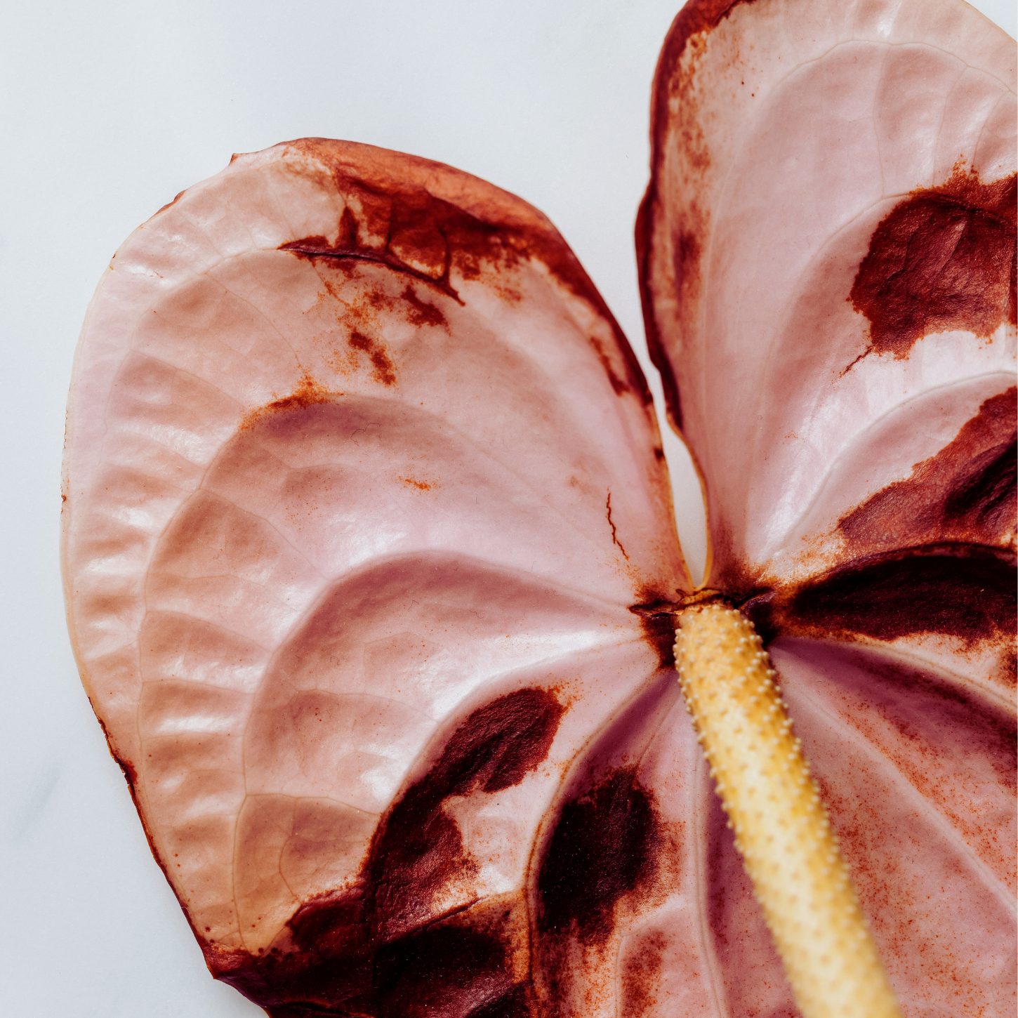 The Gut-Kidney Axis: How Your Microbiome Talks to Your Kidneys