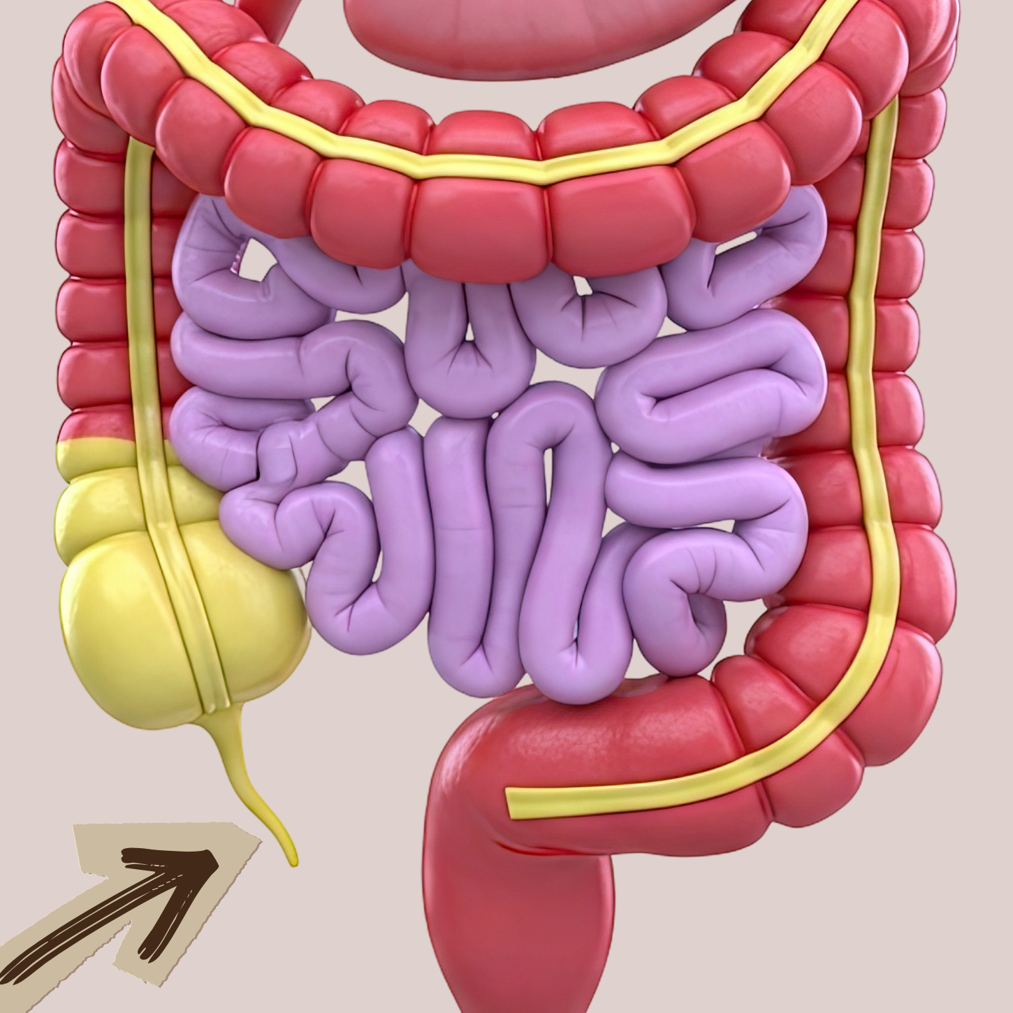 What Does the Appendix Actually Do?